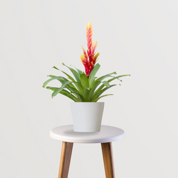 Decorative bromeliad plant for home